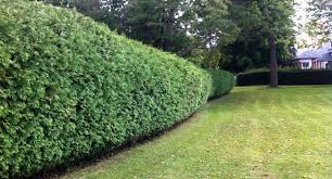 Healthy, mature plants · fedex direct to your home Cedar Trees For Sale Cedar Ontario