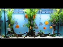 Youtube Aquarium Design Discus Tank Aquascape Aquarium