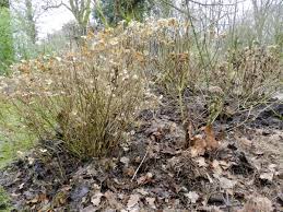 5 conseils pour bien le protéger du froid 14 astuces pour protéger du froid votre animal de compagnie comment soulager. Les Solutions Pour Proteger Ses Plantes En Hiver