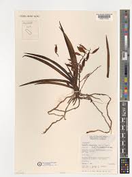 Image result for Rangaeris