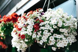 Image result for foto Million Bells