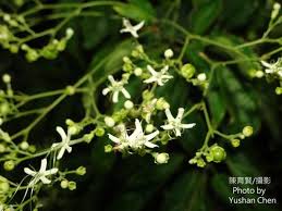 Image result for Clerodendrum lutambense