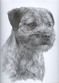 Hard or wirey in texture with a softer. Nederlandse Border Terrierclub Home Facebook