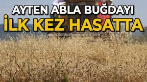 Ayten Abla Buğdayı ilk kez hasatta - YENİ ADIM GAZETESİ