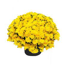 5 stems of large white chrysanthemums. Encore Azalea 3 Qt Chrysanthemum Mum Plant With Yellow Flowers 6101 The Home Depot