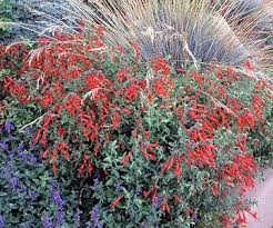 15 Great Native Plants For Southwestern Gardens California Native Plants California Plants Native Plants
