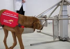 How do you know if cancer has spread to dogs? Dogs Are Teaching Machines To Sniff Out Cancer The Scientist Magazine