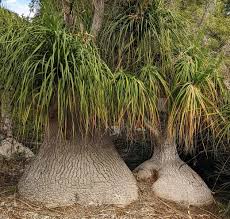 Image result for Beaucarnea recurvata