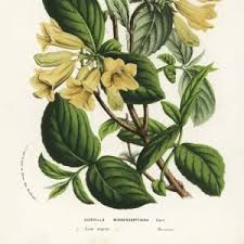 Image result for Hyperacanthus amoenus