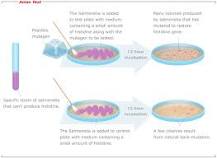 Image result for what is the significance of ames test to human activities and treatment of infectious disease