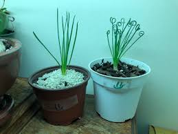 Caring for frizzle sizzle requires you to know a little more about their growing region and conditions. 2 Albuca Spiralis Frizzle Sizzle Bulbs That Were Planted 3 Weeks Ago The One On The Left Has Had Regular Light In A Northeast Facing Window The Only Natural Light The Right