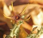 Image result for Orbea lugardii