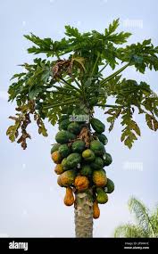 Image result for Carica