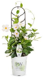 Mandevilla plant vining mandevilla gardening with susie tlccontainer gardeningvining mandevilla there are many varieties of the tropical vining. Bombshell White Mandevilla Hybrid Proven Winners
