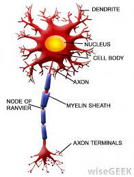 What Are Nerve Fibers With Pictures Chronic Fatigue Syndrome Nerve Fiber Chronic Fatigue