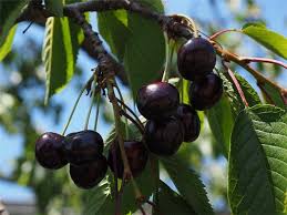 For good fruiting combine the burlat with other cherry trees such as bigarreau van, napoleon or reverchon. Bigarreau Burlat Buisson Central Jardin