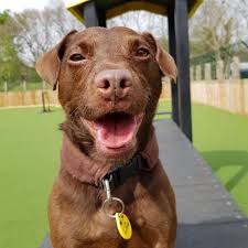 The observance commemorates the happiness and enjoyment that pets bring to. Meet Glasgow S Homeless Pooches Desperate To Find Their Forever Homes On International Dog Day Glasgow Live