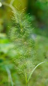 Image result for Sporobolus tenuissimus