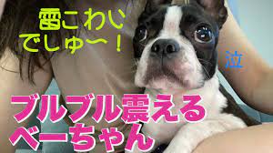 ボストンテリア 】震える鼻ぺちゃ犬【 べーべちゃん 】 - YouTube