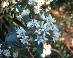 Image result for Sebaea leiostyla