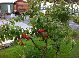 An apple once fell from a tree, hit someone's head and helped discover gravity. Apple Trees Sitka Local Foods Network