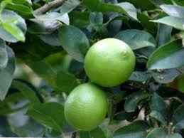 The key lime tree is available for 9800 c and gives 98 xp when purchased. Mexikanische Key Lime Tree Informationen Tipps Fur Den Anbau Von Key Limes Haenselblatt Com