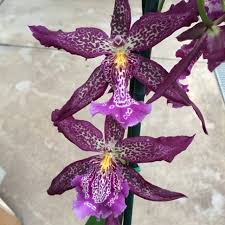 Image result for Balthasaria