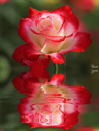 The best gifs are on giphy. Rose Bellissime Frasi Gif Animate Glitterate E Png Pagina 2