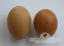The eggs from the rhode island red chicken are small and shiny brown. Murray Mcmurray Hatchery Rhode Island Red