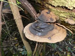 Image result for Ganoderma applanatum