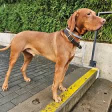 Image result for auvergneský ohař