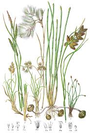 Image result for Cyperaceae