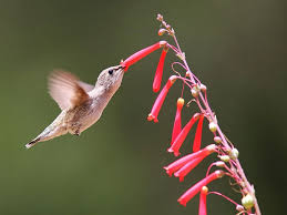 Maybe you would like to learn more about one of these? Hummingbird Gardening California Native Plant Society
