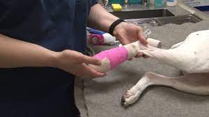 Foot Bandage On A Dog