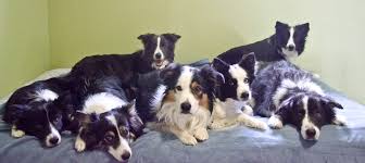 (pick up near 80th and kipling include#). Brigadoon Border Collies Border Collies From British And Scottish Lineage With Great Temperament Structure Health And Purpose