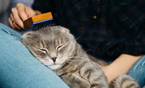 Kediler Neden Tuy Doker Izmir Pets