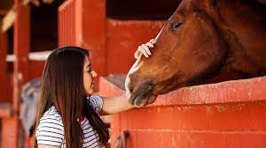 Fieber ist beim pferd ein häufiges symptom verschiedener pferdekrankheiten, vor allem bei infektionen mit viren oder bakterien. Fieber Beim Pferd Behandeln Tiergesund De