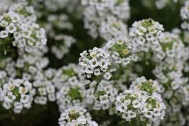 Alyssum Flowers Alyssum Flowers Alyssum Flower Garden
