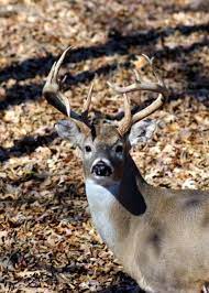 Land between the lakes boundary recreation and environment areas drinking water spring pavilion no hunting area fees areas backcountry permit not land between the lakes maps. Hunting Archives Land Between The Lakes