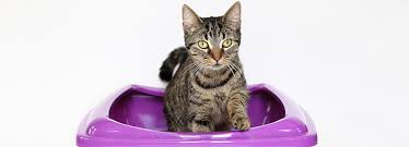 Tidy wants your cat to dig it. Cats Litter Tray Tips And Training Rspca