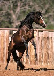 Pin By Inci Yilman On Horses Ponies Iii Horses Pretty Horses Horse Pictures