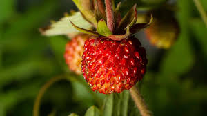 Image result for Fragaria vesca