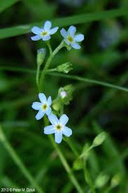 Image result for Limeum myosotis