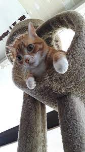 8 Fun Facts About Ginger Tabby Cats Cole Marmalade