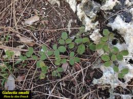 Image result for Galactia