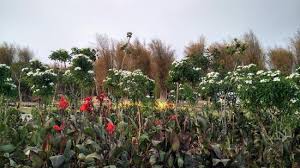 Read reviews from world's largest community for readers. Hutan Bambu Dan Taman Sakura Keputih Sukolilo Surabaya 2021 All You Need To Know Before You Go With Photos Surabaya Indonesia Tripadvisor