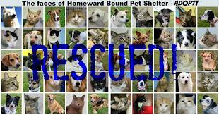 In 2006, the homeward bound pet adoption center was stacked floor to ceiling with cages of cats and kittens. 70 Homes In 60 Days Yoga4cats