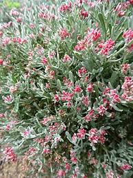 Image result for Helichrysum pawekiae