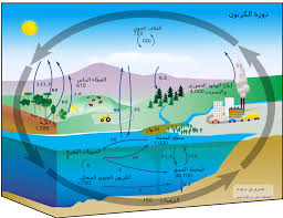 بحث عن دورة الكربون في الطبيعة موسوعة ورقات العربية