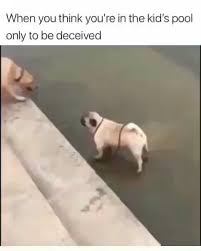 Bird Bouncing Golf Ball Fake Pin On Animals